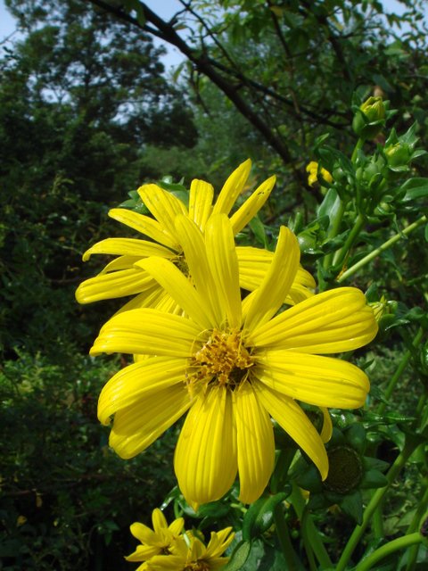Silphium perfoliatum fleur